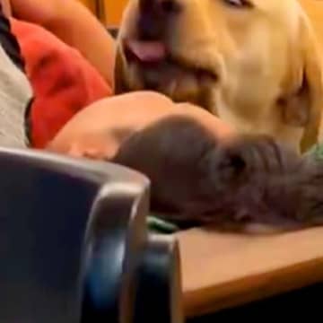 お父さんの顔を舐める犬→必死になりすぎて…思わず笑ってしまう『全力すぎる表情』に1万いいね集まる「洗車レベルで草」「白目ｗｗ」と絶賛