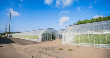 【チイオシ鉾田市プロジェクト第四弾】食べておいしい“大葉”を育てる農家で、冬の収穫体験。｜鉾田市・中島農園