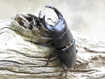 オオクワガタやニジイロも！クワガタを幼虫から育てる体験型イベントが開催★幼虫持ち帰りOK！【11月29日・30日/ビバシティ彦根】