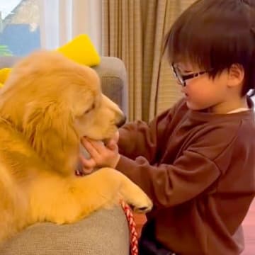 大型犬の赤ちゃんを『3番目の子ども』として大切に育てた結果…尊すぎる『1年間の成長記録』が70万再生「人間にしか見えない」「感動した」