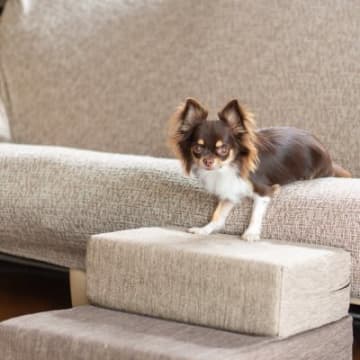 愛犬と室内で生活するために必要な『ケガ対策』5つ　危険が潜んでいる場所や事故防止のポイントを解説