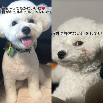 同じ犬とは思えない…奥さんと旦那さんへの対応で“別犬”になっちゃう表情差に驚き「旦那何した（笑）」
