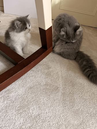 高橋克典、子猫ラヴィと先住猫ミルリィの急接近変化報告