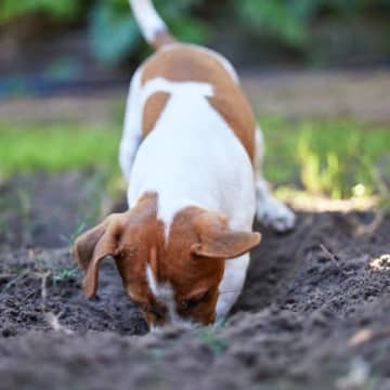 犬が『ホリホリ』する心理５選　主な理由や穴掘り行動を止めさせる方法まで