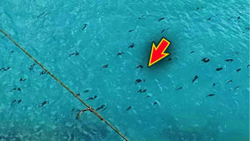 「単純な方法です」誰もが釣りたい秋イカを攻略する方法とは…。実績のエギも公開！