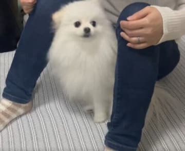 背中を向けて飼い主さんの足の間にスンと入る犬、その気持ちとは？獣医師が解説