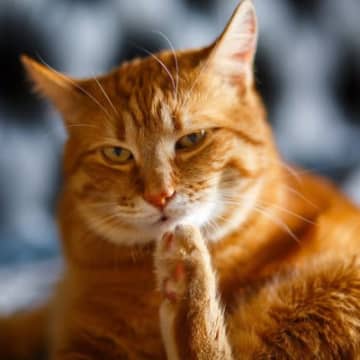 猫が『ウザイ』と感じている飼い主の行動5選　嫌がっているサインや適切な接し方まで