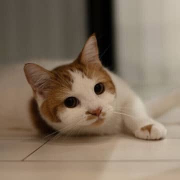 研究結果でも実証済み！　愛猫に話しかける3つのメリット