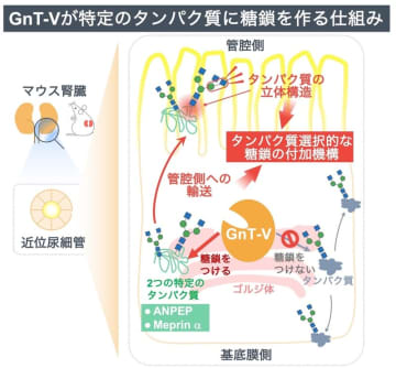 糖鎖合成酵素がタンパク質を選ぶ仕組みを解明