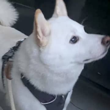 大好きなパパが病気で入院→寂しくなり、絶望した犬がひたすらに…感動が止まらない『3日ぶりの再会』に反響「ウルウルした…」「絆が凄い」