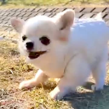 小さくて可愛い犬が『くしゃみ』をした瞬間に…想定外だった『馬になってしまう光景』が18万再生「思ったよりも馬で草」「暴れん坊将軍？ｗ」