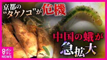 「今年は異常な大不作」京都のタケノコが大ピンチ！　中国産の蛾“シナチクノメイガ”　幼虫が竹に寄生し葉を食べ弱らせる