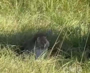 米国で実験用アカゲザルが再び脱走、ウイルス保有の有無で意見分岐