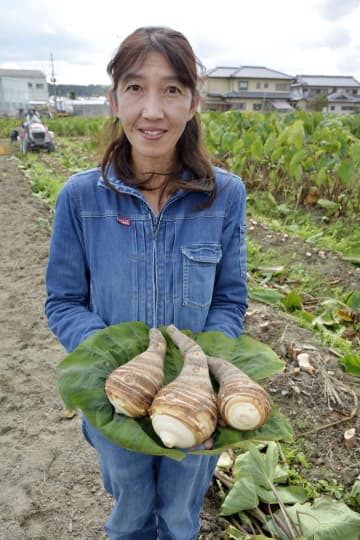 「海老芋」収穫スタート、大阪　富田林の特産