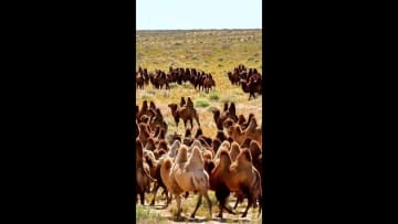 秋の草地を散歩するゴビ紅駝の大群　中国内モンゴル自治区