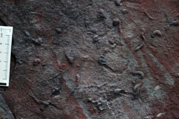 中国の科学者、最古の複雑な立体的生物痕跡を発見