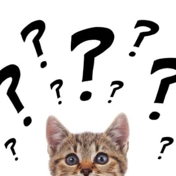 猫にまつわる難しい『カタカナ用語』3つ　あなたはいくつ分かりますか？