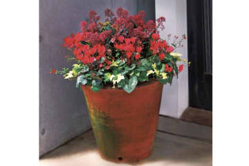 ローメンテナンスで春まで長く楽しめる「ガーデンシクラメン」の寄せ植え【ガーデニング】