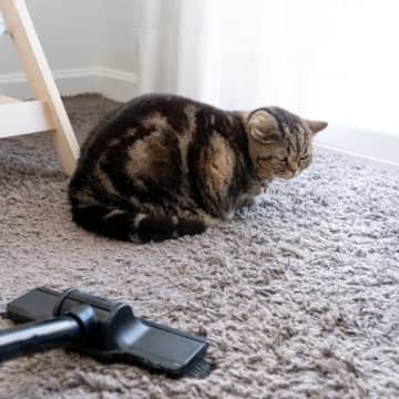 猫が『掃除機』を嫌がる理由3つ　使用時の注意点や克服に向けた改善策も