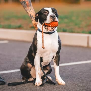 殺処分寸前から優秀な麻薬探知犬へ！ 偏見を打ち破ったピットブルの成長物語に全米感動