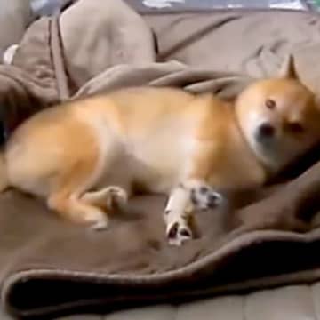 朝、犬がいなかったので『カメラで確認した』結果→毛布の上で…ワンコとは思えない『衝撃の行動』が39万再生「面白過ぎるｗ」「人間でワロタ」