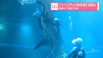 ジンベエザメが身体測定結果は？ 食事中に“腹囲”計測