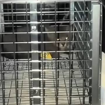 『ゴミ置き場の中にいた小さな子猫』→保護されて2か月が経つと…「大きくなって別猫のよう」「幸せになれて良かった」成長していく様子に感動