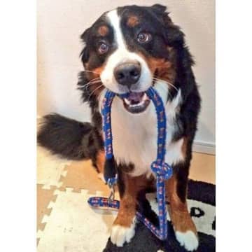 「散歩前になるとリードを取りに行くようになった」バーニーズ！“映画のような光景”に反響！