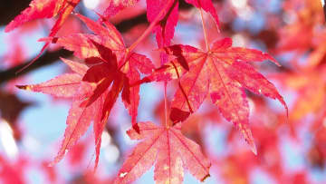 雨の「金曜ハロウィン」夜は警報級大雨に注意…都心で道路冠水の恐れも　3連休は紅葉が各地で見頃に　北海道・東北は爆弾低気圧に警戒