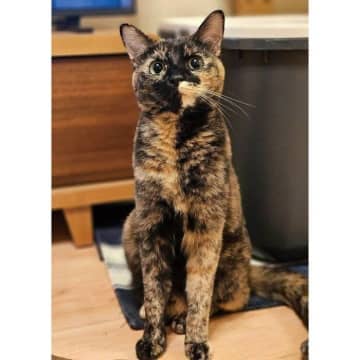 個性的な毛柄が魅力的なサビの保護子猫と家族に→3年後、甘えん坊で“芯のある自立した美猫”へと成長！