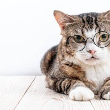 猫の『視力低下』の原因となる病気3選　目が見えていないときのサインや予防策まで解説