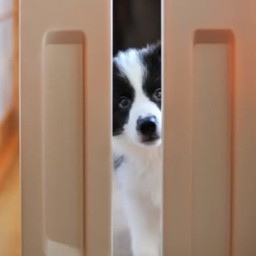 犬の留守番で絶対やってはいけない『NG行為』5選　ひとりにさせる前に必ず確認すべきこととは？
