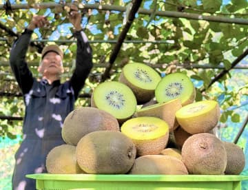 相模原でキウイ「相模ゴールド」の収穫真っ盛り　「例年より実詰まる」