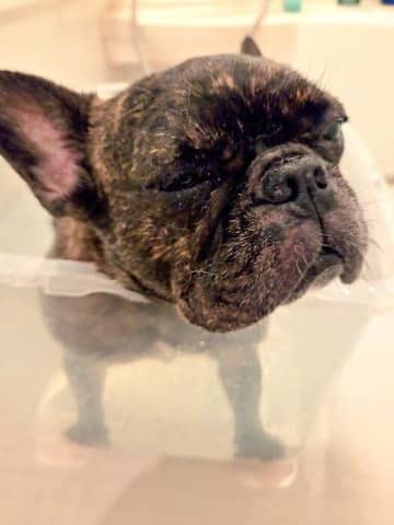 お風呂が大の苦手でご機嫌ななめ？「犬との生活を諦めていた」家族を惹きつけた元保護犬は、今では「家族の中心的存在」に！