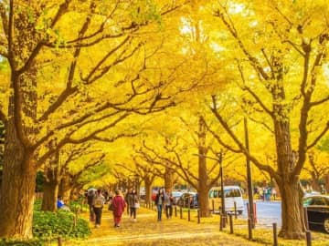 関東地方で人気の紅葉スポットランキング！ 2位は「明治神宮外苑」、1位は？【専門家のおすすめも】