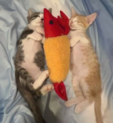 「ぬいぐるみと同じサイズ感」だった保護猫兄弟　ぐんぐん大きくなった2年後の成長姿が愛おしい！