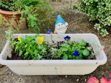 ガーデニングの虫除けに効果的な自然な方法