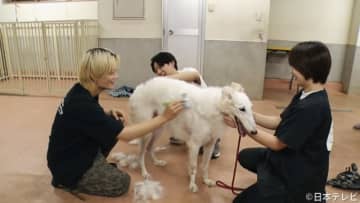 佐野勇斗、初の保護犬トリミングで神対応！　相葉雅紀も爆笑「かわいいね」の声掛けが独特!?