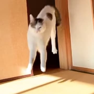 見つめてきた猫→突然部屋の外に移動したかと思いきや、次の瞬間…まさかの光景が205万再生「2回目の入場好きすぎるｗ」「フォームが綺麗」