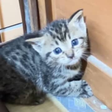 『天井から落ちてきた子猫』を助けて…仲良くなっていった結果→あまりにも素敵な『結末』に「まるで絵本のような話」「感動した」と14万再生