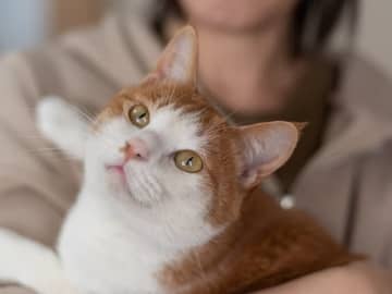 「将来ペットと一軒家に住みたい」世帯年収700万円・27歳女性が重宝するドラッグストア×楽天の節約術