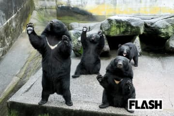 被害は過去最悪でも「クマ牧場」大人気…“腹ペコバレリーナ” ほか各園の “推しグマ” は？　風評被害は？