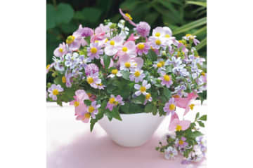 夏の残りの花と秋の花で作る「初秋のアレンジアイディア」【アフターガーデニング】