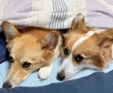 布団を占領するコーギー姉妹の心理とは？寒くなると見られる“幸せな寝床争奪戦”｜獣医師解説