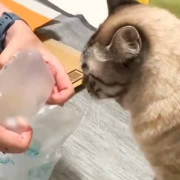 猫に『エア梱包材』を差し出すと…まるで職人のような『まさかの行動』が凄すぎると15万いいね「お給料あげたいね」「プロの仕事」と大絶賛