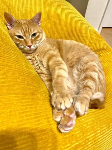 「うちのネコチャンの肉球に…」 愛猫のおててに隠れていた生き物に「ほんとだ！！」「あら～」とSNSにっこり