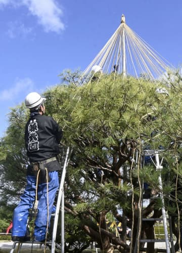 兼六園で冬支度「雪づり」　木々を円すい状に包む