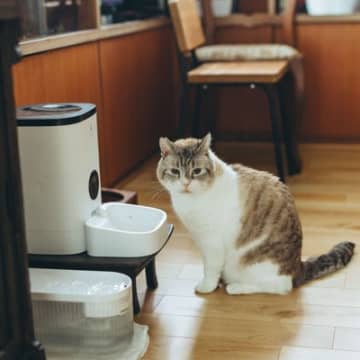 愛猫が『朝に激しく鳴きだす』ときの理由5つ　猫ならではの原因から病気のリスクまで