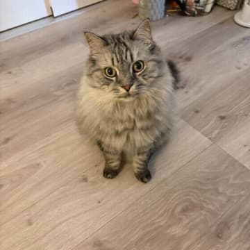 「病気のリスクが高まる」11～14才の猫に取り入れたいお世話を獣医師が解説