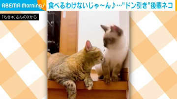優しい先輩猫が突然ガブリ！後輩猫の“ドン引き”に「気まずそうな表情が可愛い」と反響